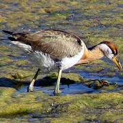 Bronze-winged Jacana