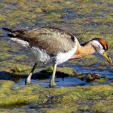 Jacana bronzé