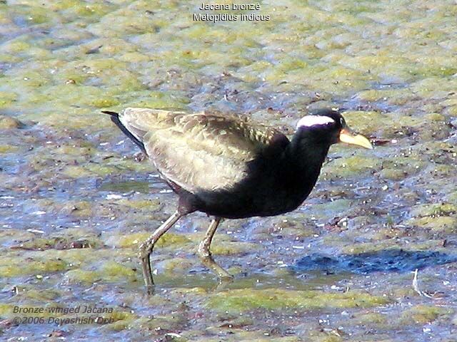 Jacana bronzéadulte