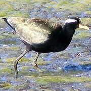 Bronze-winged Jacana