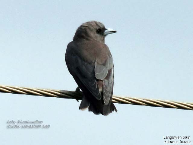 Ashy Woodswallow