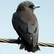 Ashy Woodswallow