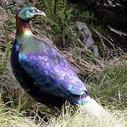 Himalayan Monal