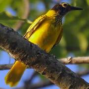 Black-hooded Oriole