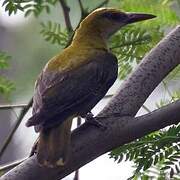 Eurasian Golden Oriole