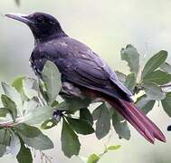 Maroon Oriole