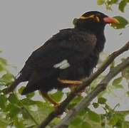 Common Hill Myna