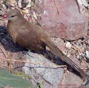 Sirkeer Malkoha