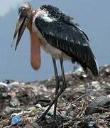 Greater Adjutant