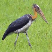 Lesser Adjutant