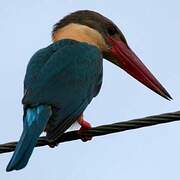 Stork-billed Kingfisher