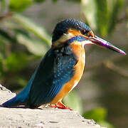 Common Kingfisher