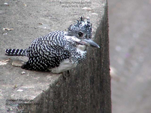 Crested Kingfisher