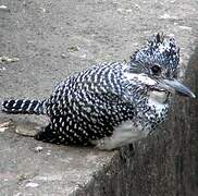 Crested Kingfisher