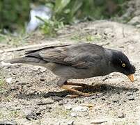 Jungle Myna