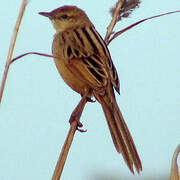 Striated Grassbird