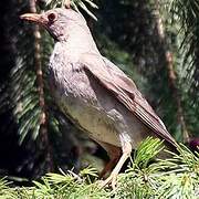 Tickell's Thrush