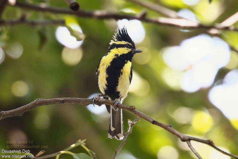 Himalayan Black-lored Titadult, identification