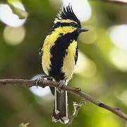 Himalayan Black-lored Tit