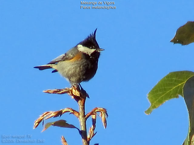 Coal Tit (melanolophus)adult