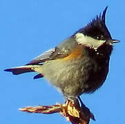 Coal Tit (melanolophus)