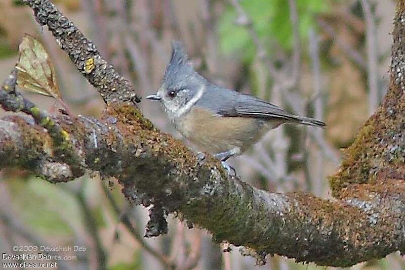 Grey Crested Titadult, identification