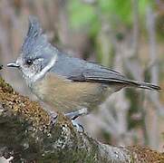 Grey Crested Tit