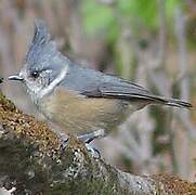 Grey-crested Tit