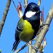 Green-backed Tit