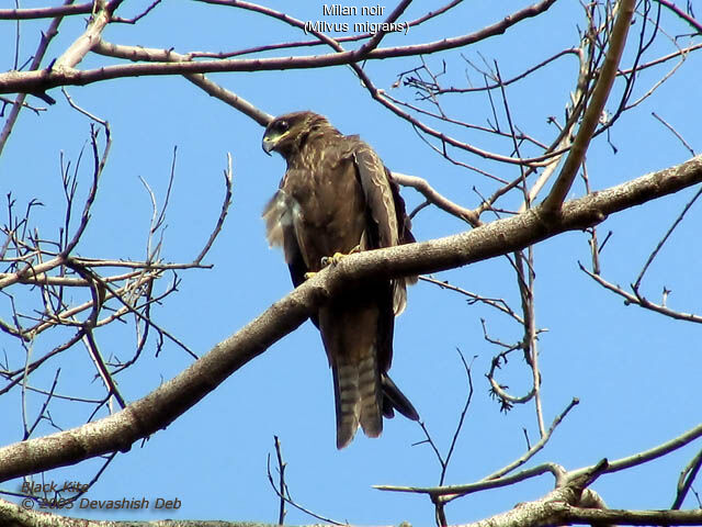 Black Kite