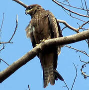 Black Kite