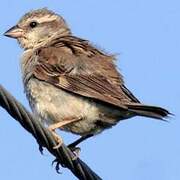 Sind Sparrow