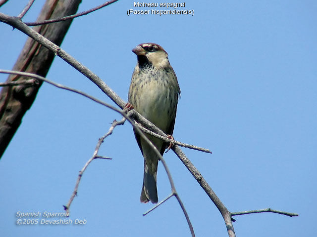 Spanish Sparrow