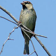 Moineau espagnol