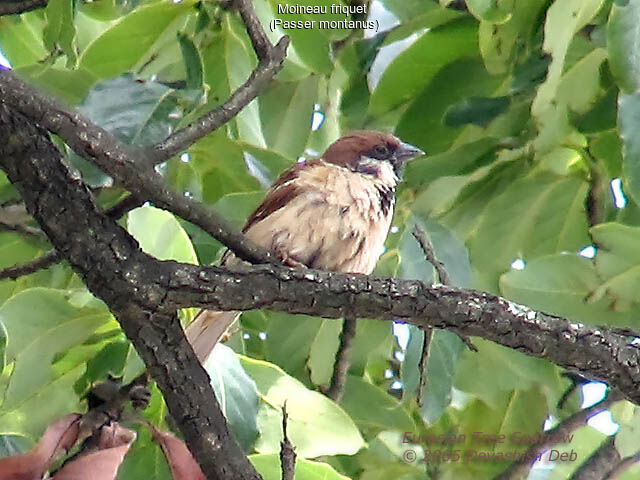 Eurasian Tree Sparrow