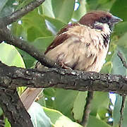 Eurasian Tree Sparrow