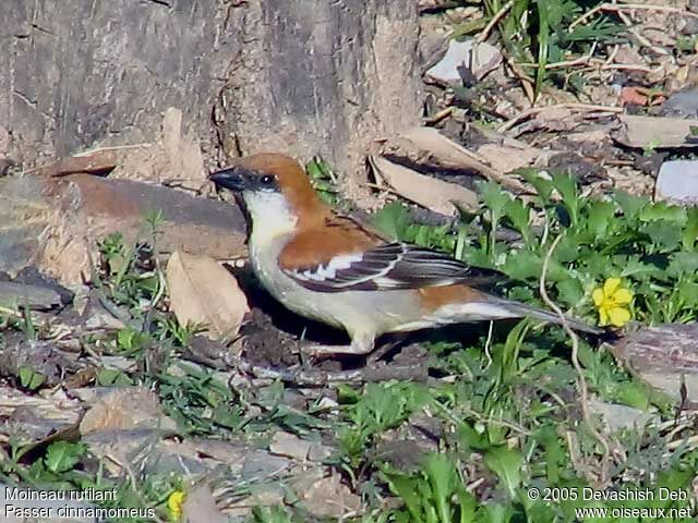 Russet Sparrow male adult