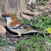 Russet Sparrow