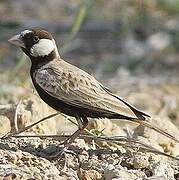 Black-crowned Sparrow-Lark