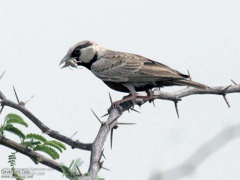 Ashy-crowned Sparrow-Lark male adult, feeding habits