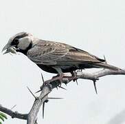 Ashy-crowned Sparrow-Lark