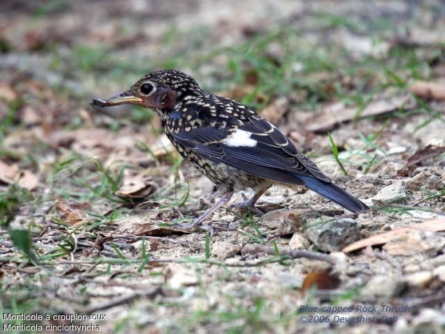 Blue-capped Rock Thrushjuvenile