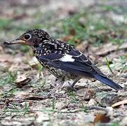 Blue-capped Rock Thrush