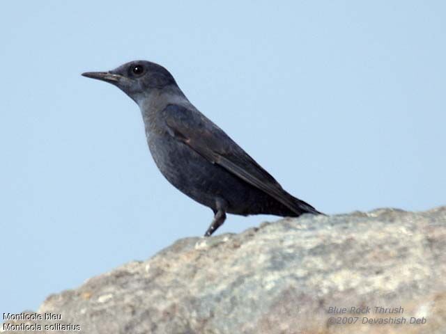 Blue Rock Thrush male adult