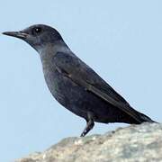 Blue Rock Thrush