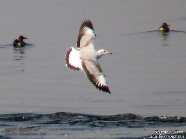 Mouette du Tibetsubadulte