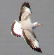 Brown-headed Gull