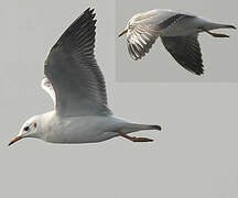 Mouette rieuse