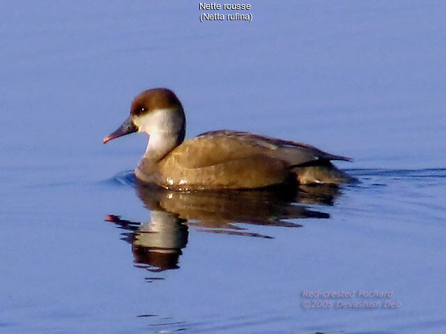 Red-crested Pochard