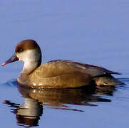 Red-crested Pochard